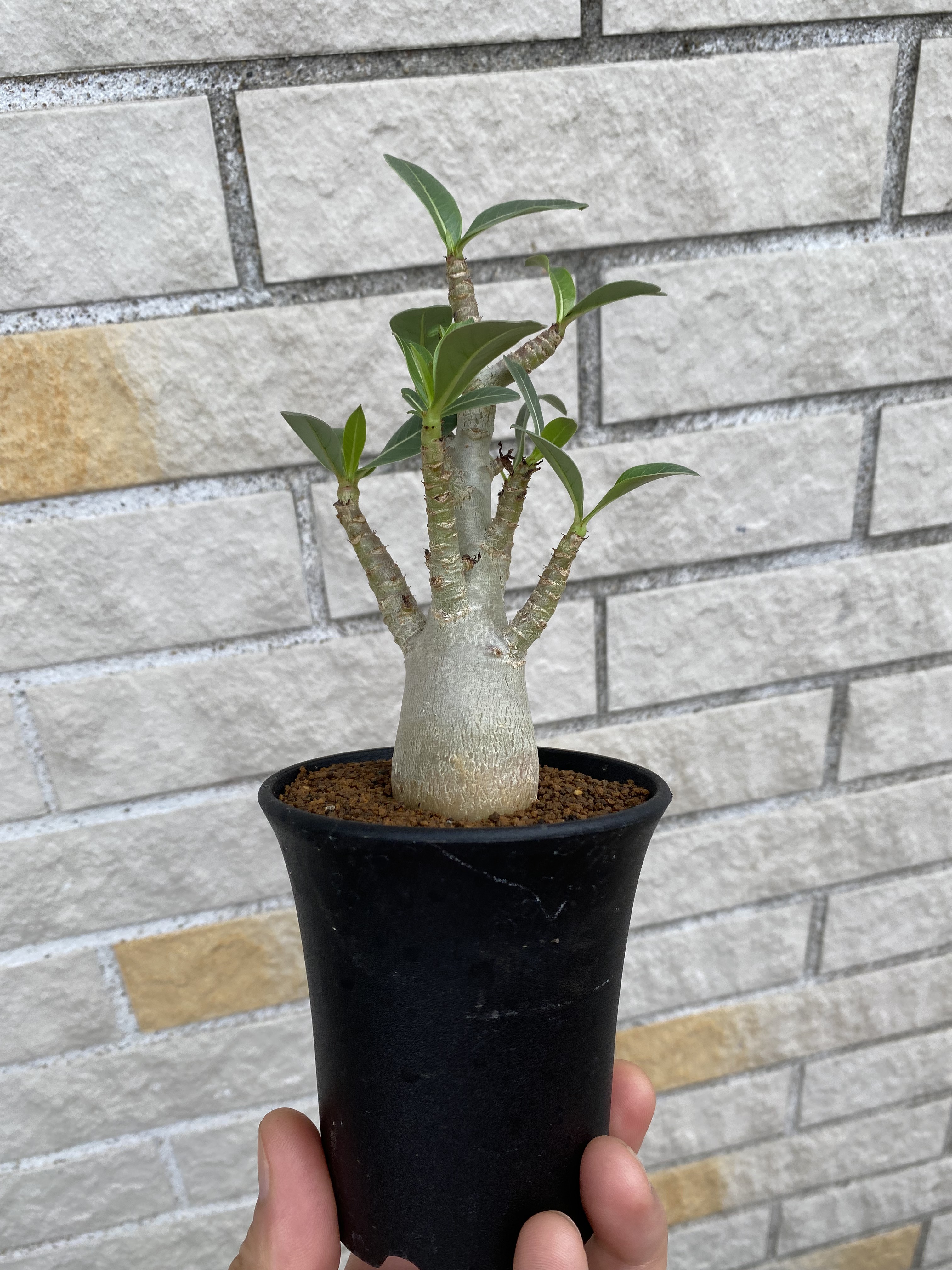 アデニウム アラビカム 鉢のまま発送 コーデックス 塊根植物13