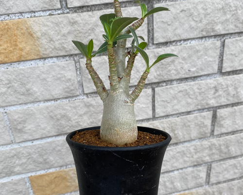 アデニウム アラビカム 植木鉢(作家陶器鉢)に植え込んだまま発送