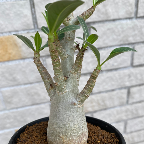 アデニウム アラビカム 鉢のまま発送 コーデックス 塊根植物13