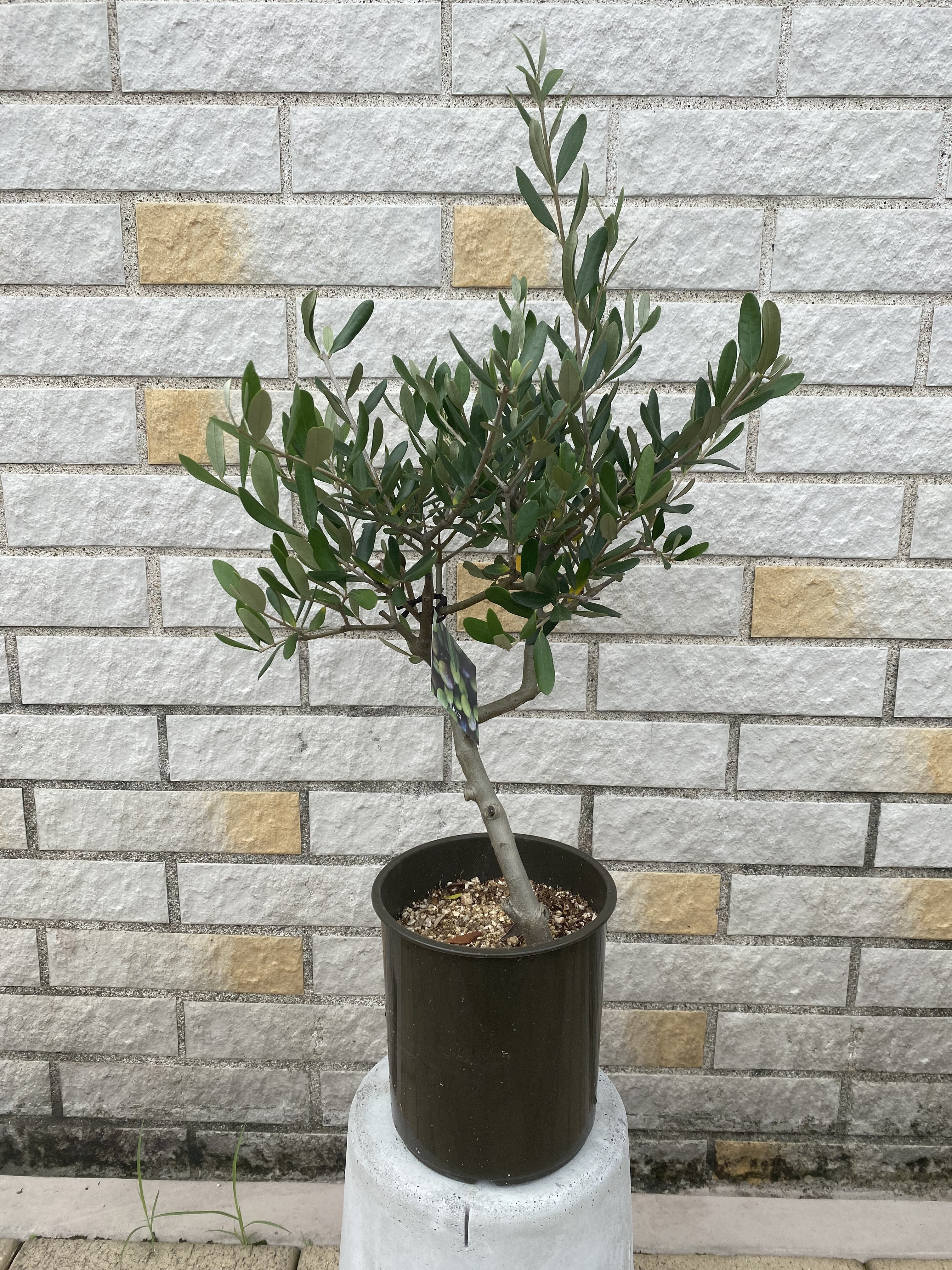 観葉植物 オリーブ ルッカ 8号 SOUJU a5a3ea9b1b589efc01b59ac37132e9