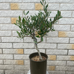 観葉植物 創樹(SOUJU) オリーブの木 苗 5号 ルッカ その他インテリア