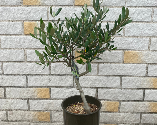 観葉植物 創樹(SOUJU) オリーブの木 苗 5号 ルッカ その他インテリア