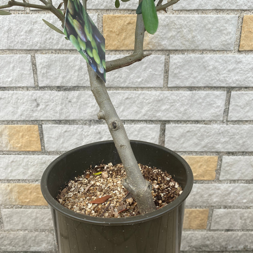 観葉植物 創樹(SOUJU) オリーブの木 苗 5号 ルッカ その他