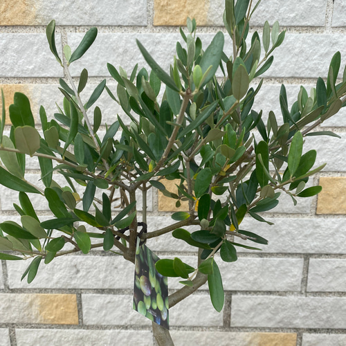 観葉植物 創樹(SOUJU) オリーブの木 苗 5号 ルッカ その他インテリア