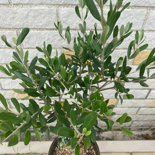観葉植物 創樹(SOUJU) オリーブの木 苗 5号 ルッカ その他
