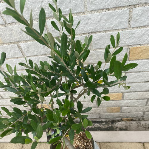 観葉植物 創樹(SOUJU) オリーブの木 苗 5号 ルッカ その他インテリア