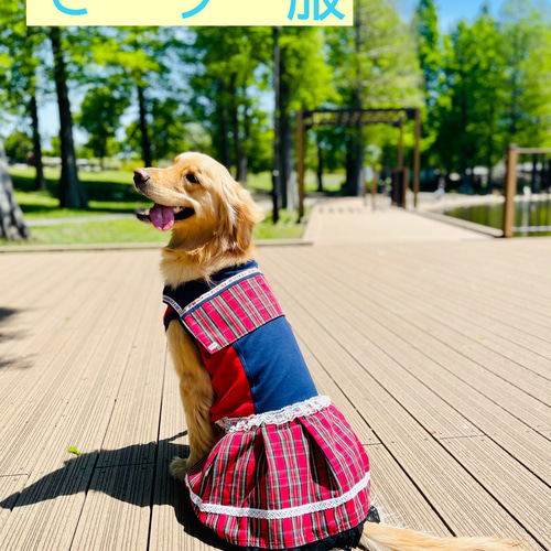 大型犬用セーラー服 ペット服・アクセサリー ATELIER どすこい