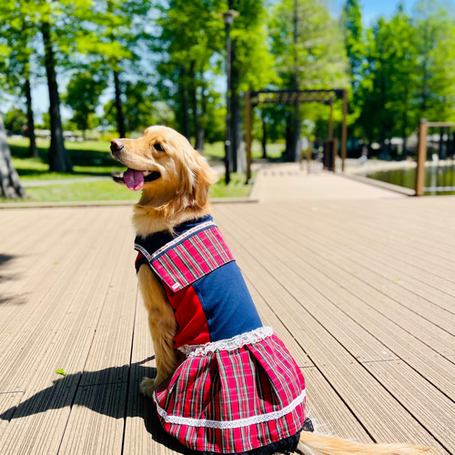 大型犬用セーラー服 ペット服・アクセサリー ATELIER どすこい 通販