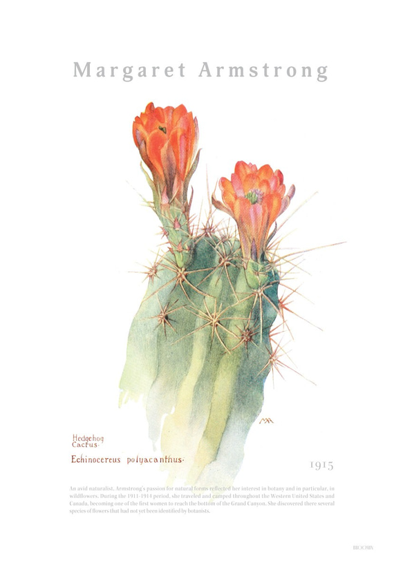ヘッジホッグサボテン | AP037 | アートポスター 植物 花 3枚目の画像