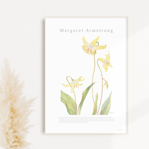 カタクリの花 | AP039 | アートポスター 植物 花 ドッグトゥース