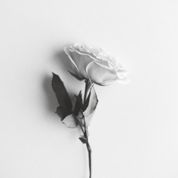 rose | AP161 | フォトポスター おしゃれ モダン エモい 写真 モノトーン モノクロ 薔薇 5枚目の画像