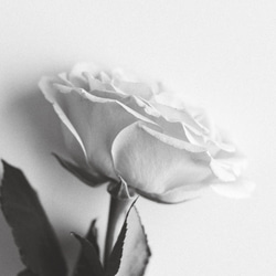 rose | AP161 | フォトポスター おしゃれ モダン エモい 写真 モノトーン モノクロ 薔薇 6枚目の画像