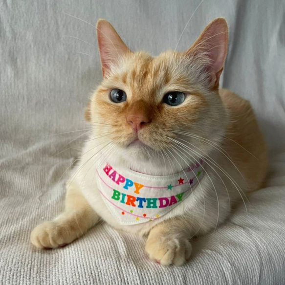 お誕生日の猫バンダナ 2枚目の画像