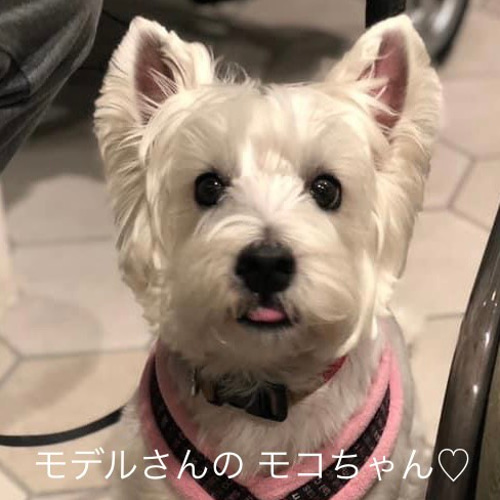 お休みしてます』羊毛フェルト ウエスティ 座りポーズ限定セミ お休みしてます』羊毛フェルト ウエスティ 座りポーズ限定セミ