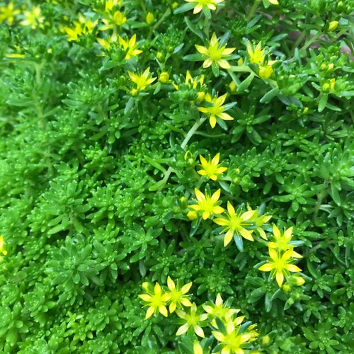 セダム　細葉万年草 ⭐︎セダム⭐︎細葉万年草 カット苗 その他雑貨 ☆e☆k☆ 通販