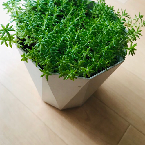 ⭐︎セダム⭐︎細葉万年草 カット苗 その他雑貨 ☆e☆k☆ 通販
