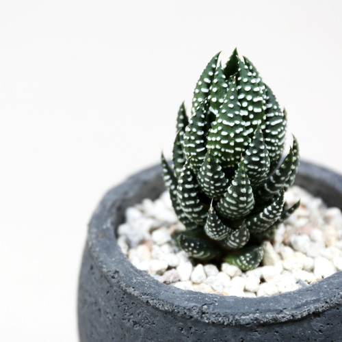 ハオルチア 十二の爪 多肉植物 梺 通販 11602974｜Creema(クリーマ)