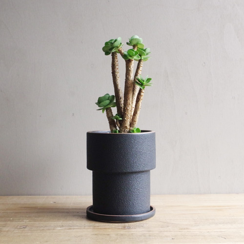 ポーチュラカリア モロキニエンシス ② 多肉植物 梺 通販 11850917