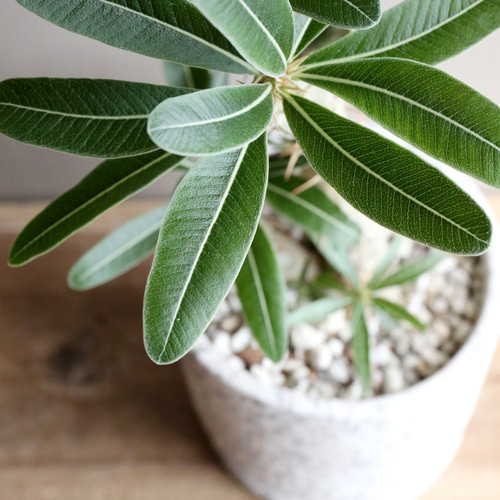 NEIGHBORHOODSRLパキポディウムカクチペス