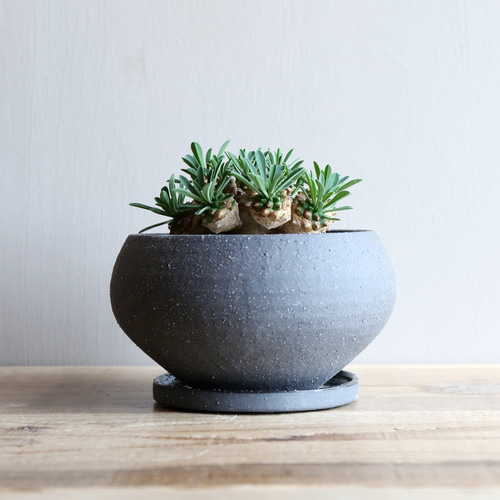 ユーフォルビア　峨眉山　特大　鉢付き　希少 ユーフォルビア 峨眉山 特大 鉢付き 希少