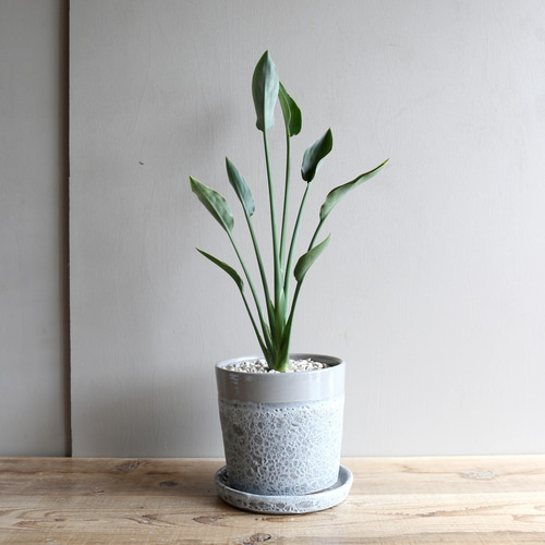 スタイリッシュ❤︎ストレチアノンリーフ鉢植え 観葉植物 おしゃれ：ストレリチア “ユンケア”*ノンリーフ・ノーリーフ