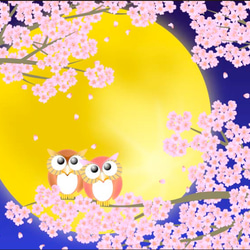 ポストカード008　静月桜（しずきさくら）5枚セット 1枚目の画像