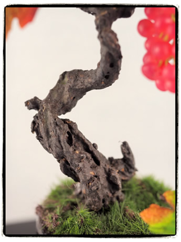 ぶどうのミニbonsai 5枚目の画像