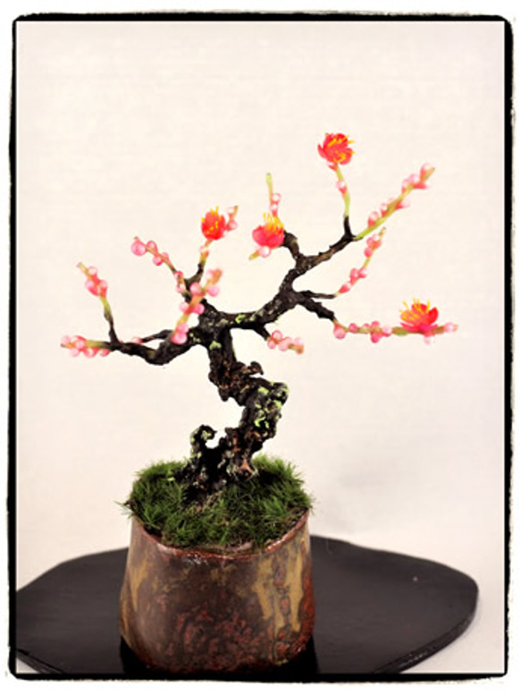 うめのあーとミニbonsai 1枚目の画像