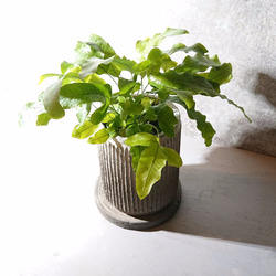 ギフト プレゼント ”ポリポジウム　ブルースター　アンティーク加工鉢カバー付き”　観葉植物 1枚目の画像