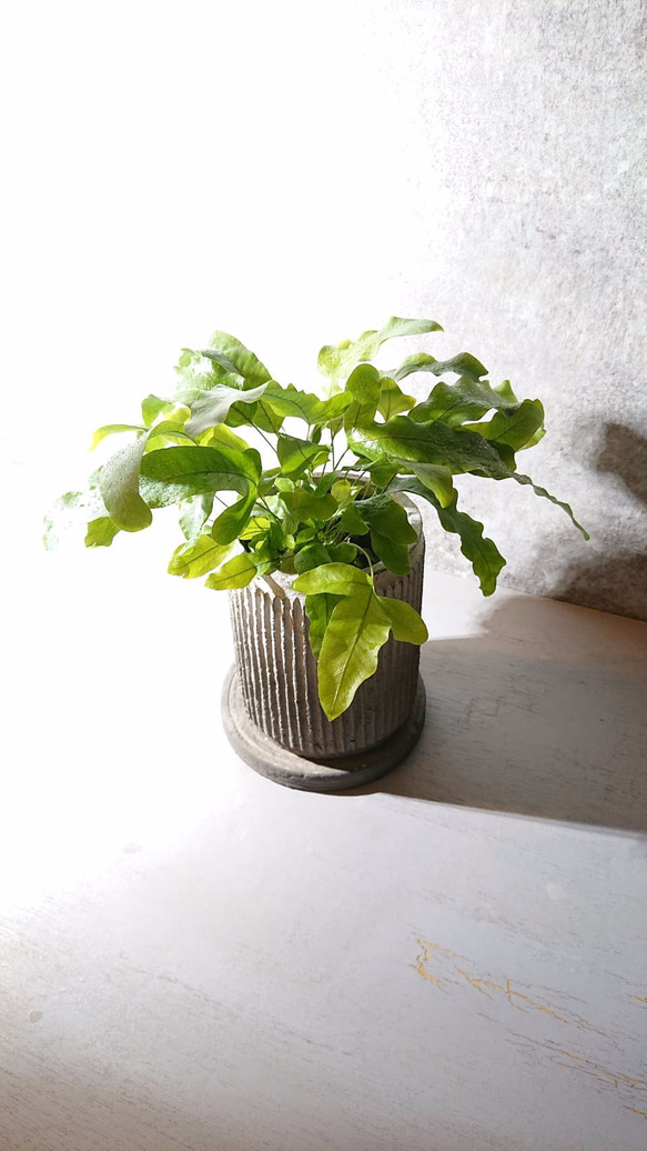 ギフト プレゼント ”ポリポジウム　ブルースター　アンティーク加工鉢カバー付き”　観葉植物 1枚目の画像