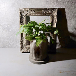 ギフト プレゼント ”ポリポジウム　ブルースター　アンティーク加工鉢カバー付き”　観葉植物 3枚目の画像