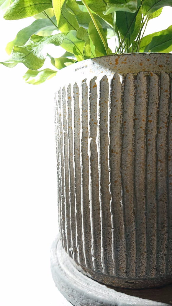 ギフト プレゼント ”ポリポジウム　ブルースター　アンティーク加工鉢カバー付き”　観葉植物 4枚目の画像