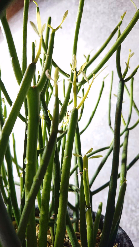 ギフト プレゼント ”ミルクブッシュ　藍色 陶器 鉢カバー/受け皿付き”　観葉植物　 3枚目の画像