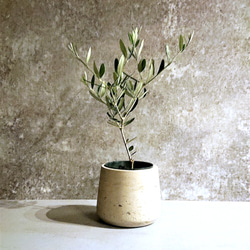 ●再販●ギフト プレゼント ”オリーブの木　鉢カバー付き（オランダ製）”　観葉植物　グレー 1枚目の画像