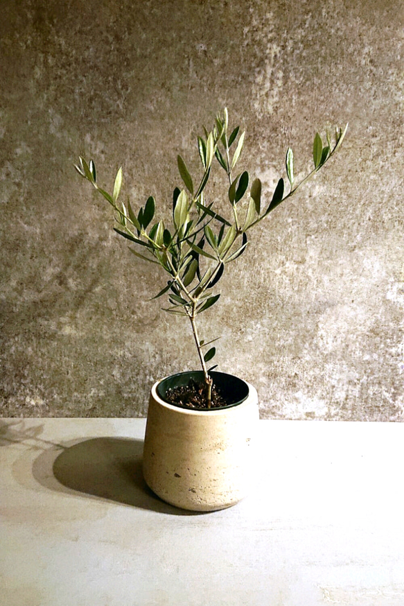 ●再販●ギフト プレゼント ”オリーブの木　鉢カバー付き（オランダ製）”　観葉植物　グレー 2枚目の画像