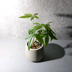 ●新作●”パキラ　鉢カバー付き（オランダ製）”　観葉植物　グレー　インテリア　おしゃれ　 3枚目の画像