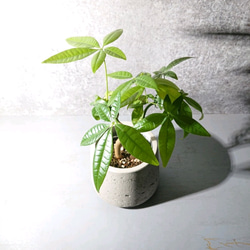 ●新作●”パキラ　鉢カバー付き（オランダ製）”　観葉植物　グレー　インテリア　おしゃれ　 4枚目の画像