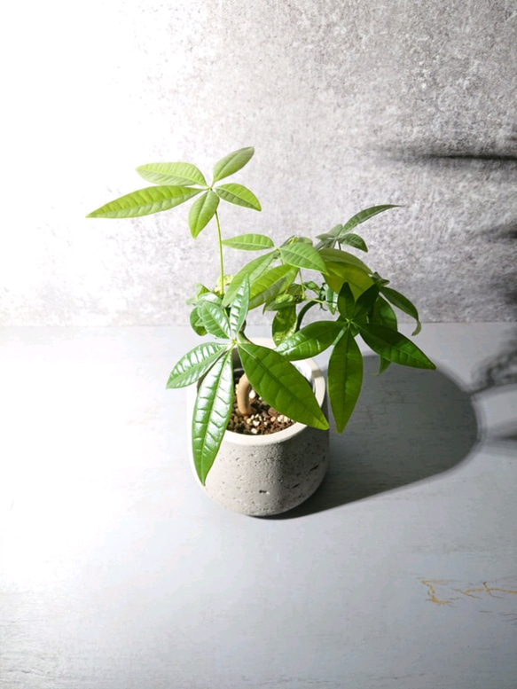 ●新作●”パキラ　鉢カバー付き（オランダ製）”　観葉植物　グレー　インテリア　おしゃれ　 4枚目の画像