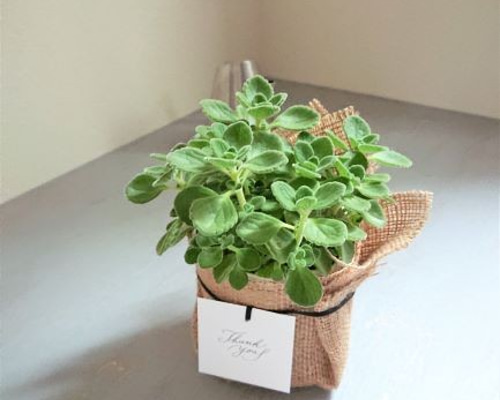 その他観葉植物 anesa 02.20 入荷植物③ | 観葉植物と多肉植物のお店【Gardenえん】