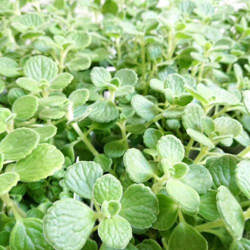 ○数量限定○ 虫除け ”アロマティカス