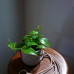 ●新作●”バニラの木 Vanilla　ハンギング鉢カバー付き（オランダ製）”　観葉植物　バニラ　おしゃれ　多肉植物 6枚目の画像