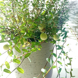 ●新作●”クランベリー　ツルコケモモ　鉢カバー付き（オランダ製M）”　観葉植物　グランベリー　ロングツル 2枚目の画像