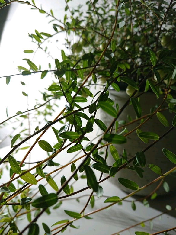 ●新作●”クランベリー　ツルコケモモ　鉢カバー付き（オランダ製M）”　観葉植物　グランベリー　ロングツル 5枚目の画像