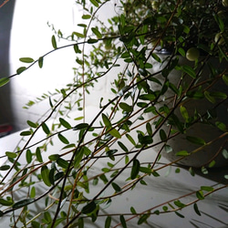 ●新作●”クランベリー　ツルコケモモ　鉢カバー付き（オランダ製M）”　観葉植物　グランベリー　ロングツル 6枚目の画像