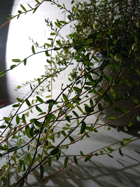 ●新作●”クランベリー　ツルコケモモ　鉢カバー付き（オランダ製M）”　観葉植物　グランベリー　ロングツル 6枚目の画像