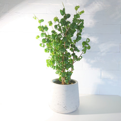 ○数量限定○”フィカス・ベンジャミンバロック 鉢カバー付き（オランダ