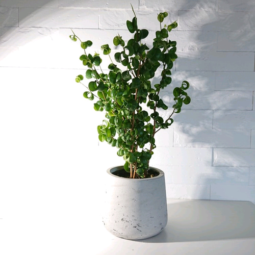 ○数量限定○”フィカス・ベンジャミンバロック 鉢カバー付き（オランダ