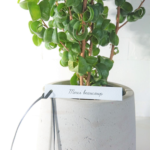 ○数量限定○”フィカス・ベンジャミンバロック 鉢カバー付き（オランダ