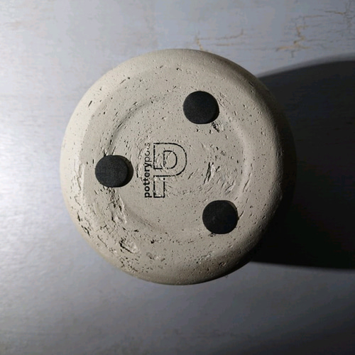 ○数量限定○”フィカス・ベンジャミンバロック 鉢カバー付き（オランダ