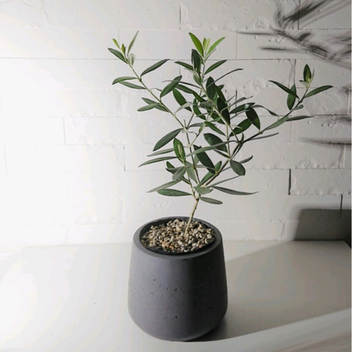オリーブの木 ファイバクレイ鉢カバー付き